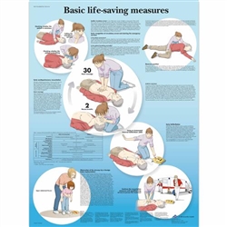 3B Scientific Basic Life Support Chart (Laminated)