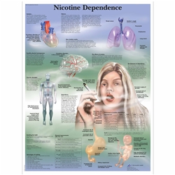 3B Scientific Nicotine Dependence Chart (Lamination)