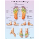 3B Scientific Foot Reflex Zone Massage Chart (Laminated)