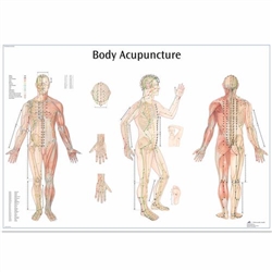 3B Scientific Body Acupuncture Chart (Laminated)