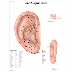 3B Scientific Ear Acupuncture Chart (Laminated)