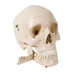 3B Scientific Skull Model with Teeth for Extraction, 4 part