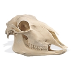 3B Scientific Sheep Skull, Replica