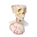 3B Scientific Neurovascular Skull Model