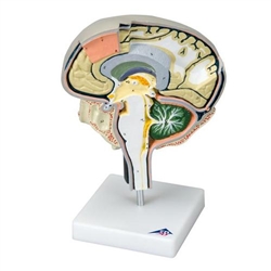 3B Scientific Brain Section Model with Medial and Sagittal Cuts