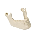 3B Scientific ORTHObones Premium Mandible with Teeth