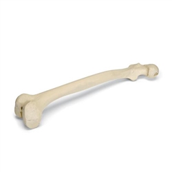 3B Scientific ORTHObones Premium Right Femur