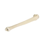 3B Scientific ORTHObones Premium Right Tibia