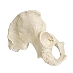 3B Scientific ORTHObones Premium Right Half Pelvis - Male