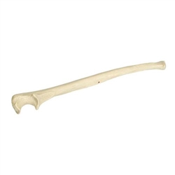 3B Scientific ORTHObones Premium Right Ulna