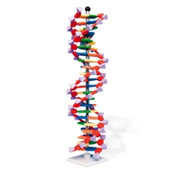 3B Scientific DNA Double Helix Model, 22 Segments, miniDNA Kit