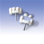 3B Scientific Front Teeth, Set of 3