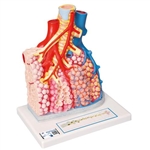 3B Scientific Model of Pulmonary Lobule with Surrounding Blood Vessels, 130 times Magnified - 3B Smart Anatomy