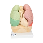 3B Scientific Segmented Lung Model - 3B Smart Anatomy