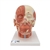 3B Scientific Head Musculature Model with Nerves - 3B Smart Anatomy