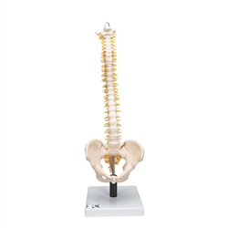 3B Scientific Flexible Human Spine Model with Soft Intervertebral Discs - 3B Smart Anatomy
