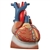 3B Scientific Heart and Diaphragm Model, 3 Times Life-Size, 10 Part - 3B Smart Anatomy