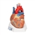 3B Scientific Human Heart Model, 7 Part - 3B Smart Anatomy