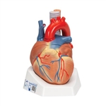 3B Scientific Human Heart Model, 7 Part - 3B Smart Anatomy