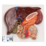 3B Scientific Liver Model with Gall Bladder, Pancreas & Duodenum - 3B Smart Anatomy