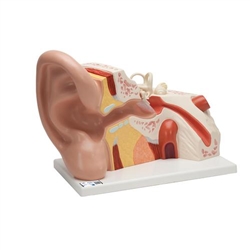 3B Scientific Giant Ear Model, 5 Times Full-Size, 3 Part - 3B Smart Anatomy