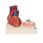 3B Scientific Life - Size Human Heart Model, 5 parts with Representation of Systole - 3B Smart Anatomy