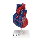 3B Scientific Life - Size Human Heart Model, 5 parts - 3B Smart Anatomy