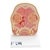 3B Scientific Model of Frontal Section of Human Head (Paranasal Sinuses) - 3B Smart Anatomy