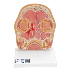 3B Scientific Model of Frontal Section of Human Head (Paranasal Sinuses) - 3B Smart Anatomy
