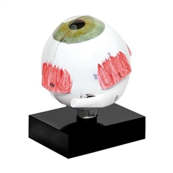 3B Scientific Model Eye for Ultrasonic Biometry