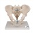 3B Scientific Male Pelvis Skeleton Model, 3 part - 3B Smart Anatomy