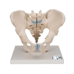 3B Scientific Male Pelvis Skeleton Model, 3 part - 3B Smart Anatomy