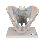 3B Scientific Human Male Pelvis Skeleton Model with Ligaments, 2 part - 3B Smart Anatomy