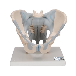 3B Scientific Human Male Pelvis Skeleton Model with Ligaments, 2 part - 3B Smart Anatomy