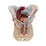 3B Scientific Male Pelvis Skeleton Model with Ligaments, Vessels, Nerves, Pelvic Floor Muscles & Organs, 7 part - 3B Smart Anatomy