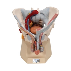 3B Scientific Male Pelvis Skeleton Model with Ligaments, Vessels, Nerves, Pelvic Floor Muscles & Organs, 7 part - 3B Smart Anatomy