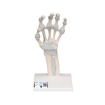 3B Scientific Hand Skeleton Model with Elastic Ligaments - 3B Smart Anatomy