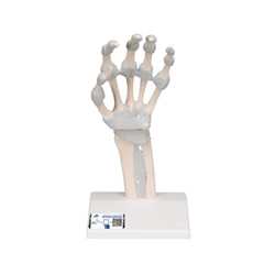 3B Scientific Hand Skeleton Model with Elastic Ligaments - 3B Smart Anatomy