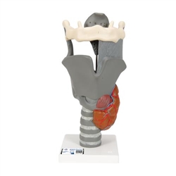 3B Scientific Functional Larynx Model, 2.5 times Full-Size - 3B Smart Anatomy