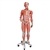 3B Scientific 3/4 Life - Size Dual Sex Human Muscle Model on Metal Stand, 45 Part - 3B Smart Anatomy