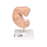 3B Scientific Human Embryo Model, 25 Times Life-Size - 3B Smart Anatomy