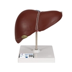 3B Scientific Liver Model with Gall Bladder - 3B Smart Anatomy