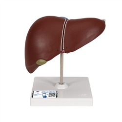 3B Scientific Liver Model with Gall Bladder - 3B Smart Anatomy