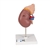 3B Scientific Kidney Model with Adrenal Gland, 2 part - 3B Smart Anatomy