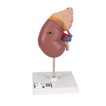 3B Scientific Kidney Model with Adrenal Gland, 2 part - 3B Smart Anatomy