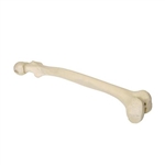 3B Scientific ORTHObones Premium Left Femur