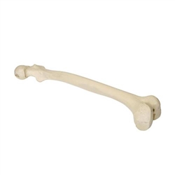 3B Scientific ORTHObones Premium Left Femur