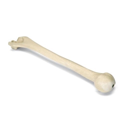 3B Scientific ORTHObones Premium Left Humerus