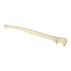 3B Scientific ORTHObones Premium Left Ulna