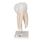 3B Scientific Upper Triple - Root Molar Human Tooth Model, 3 Part - 3B Smart Anatomy